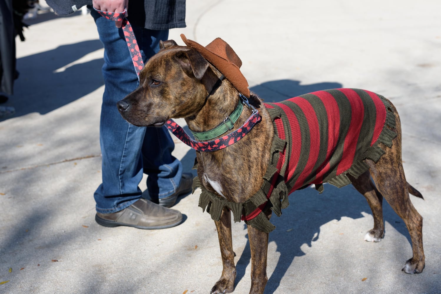 PHOTOS: Did we spot you and your dog at Wag-O-Ween at the Kettering Recreation Center?