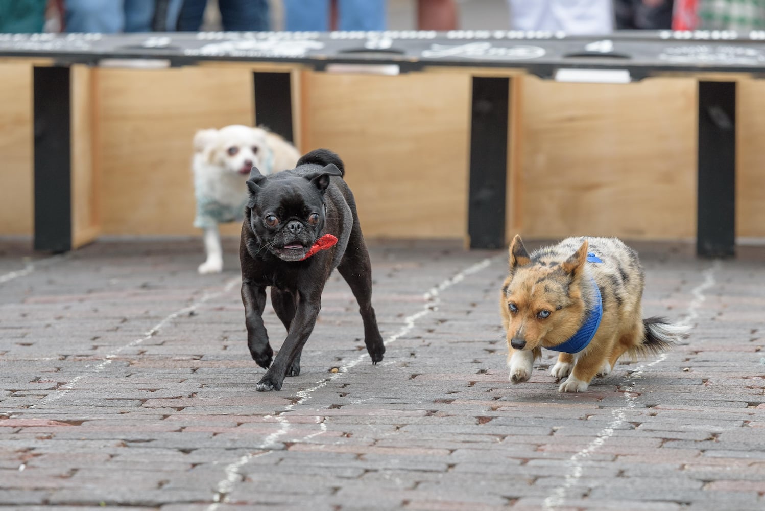 PHOTOS: 6th annual Derby Day Wiener Dog Races in The Oregon District
