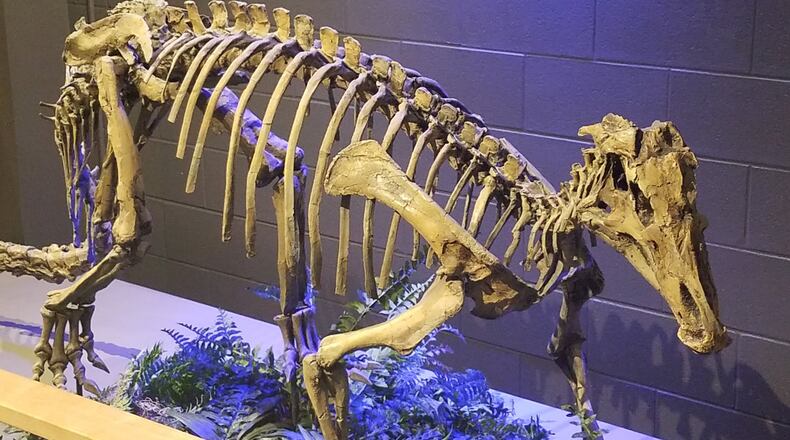 A Tenontasaurus was a plant-eating dinosaur about the size of a cow. CONTRIBUTED