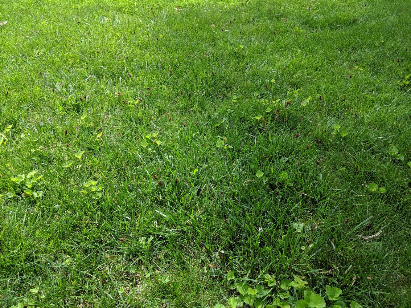 Cicadas Kettering 4