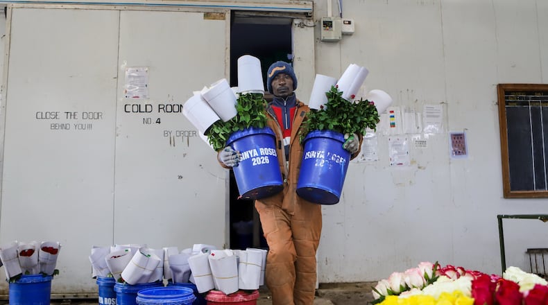 Benson Misikhu, 40, carries flowers out of a cold room at Isinya Roses farm in Kajiado, Tuesday, March 24, 2026, as Kenya's flower industry is losing up to $1.4 million a week as the Iran war cuts demand and disrupts shipping. (AP Photo/Patrick Ngugi)