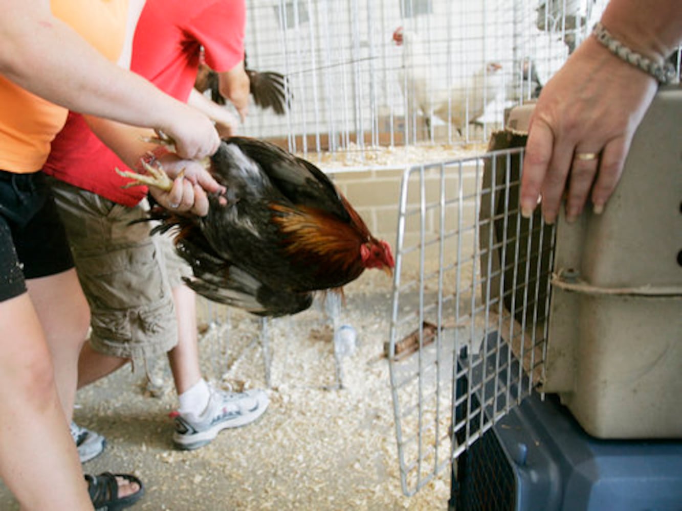Greene County Fair