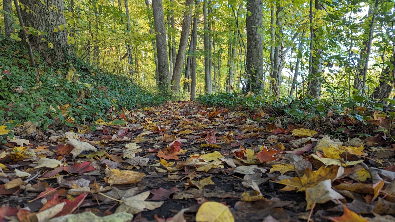 Warm displays of beautiful color, the distinct earthy autumn smell and the crunch of fallen leaves under your feet – fall is perhaps one of the best seasons to explore trees in your MetroParks and neighborhood. CONTRIBUTED