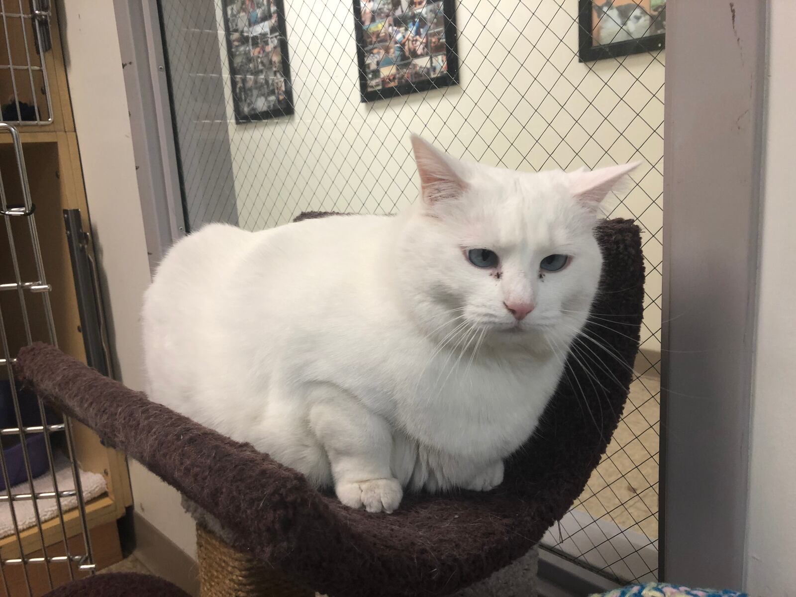 Princess Powderpuff is up for adoption at SICSA Pet Adoption Center. The white cat is 19 pounds and has blue crossed eyes.