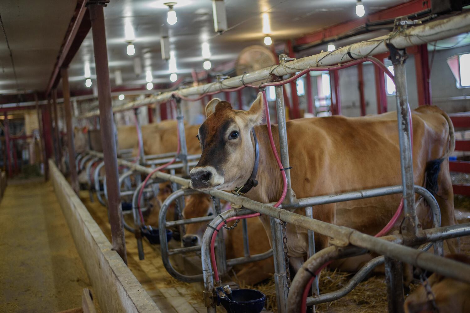 PHOTOS: Did we spot you at Young’s Jersey Dairy over Memorial Day weekend?
