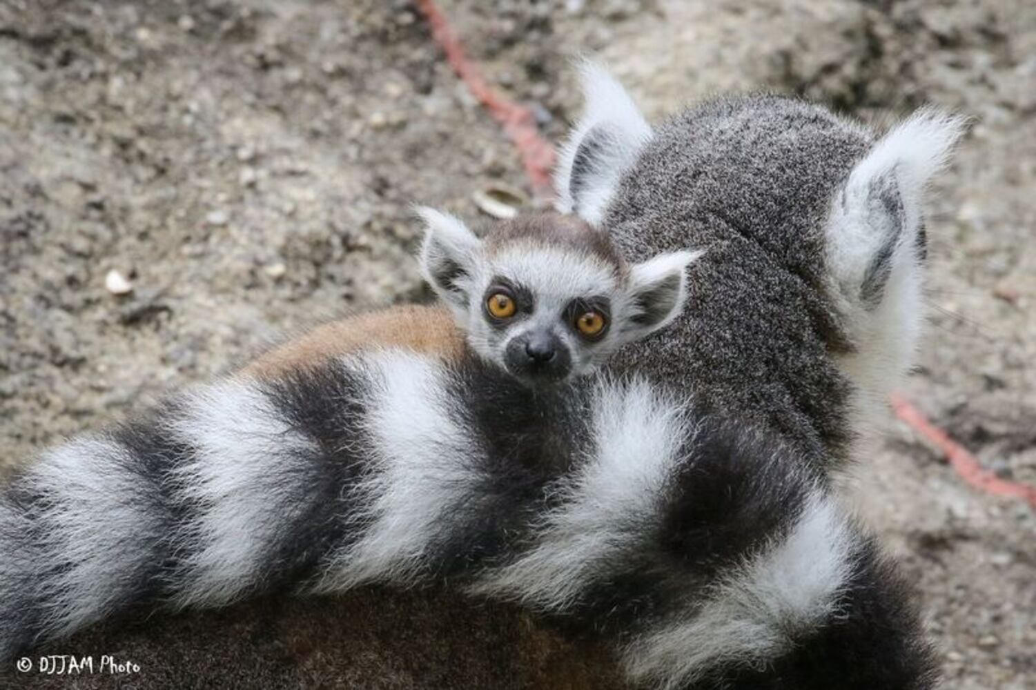 PHOTOS: This first look at Cincinnati Zoo's Zoo babies will be the best part of your day