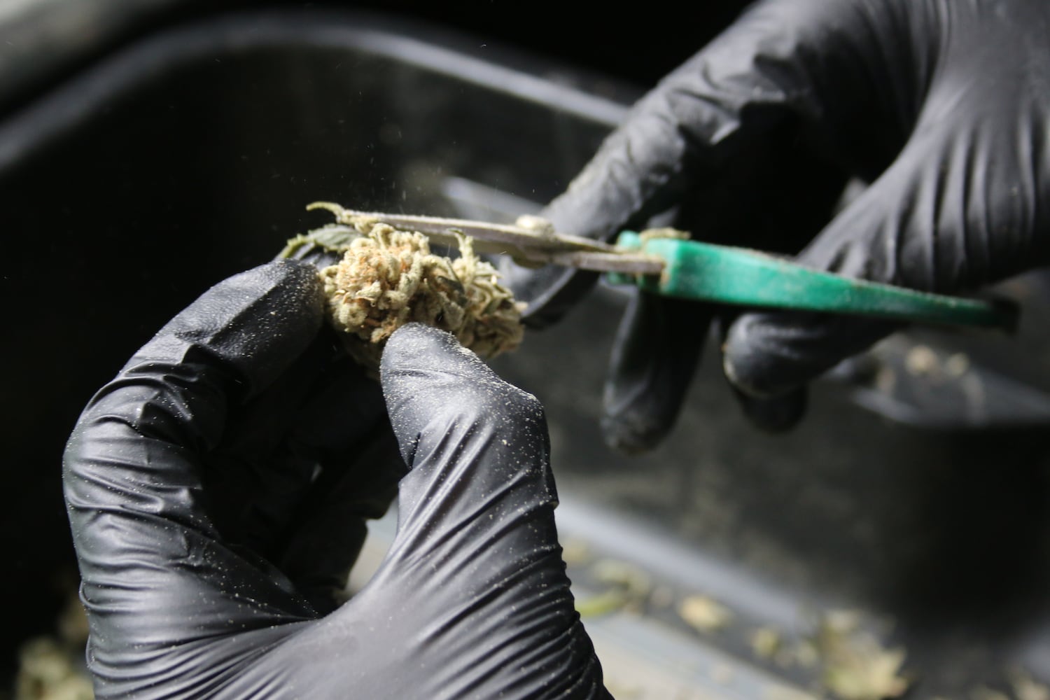 If Washington state is a model, Ohio’s pot sales will boom