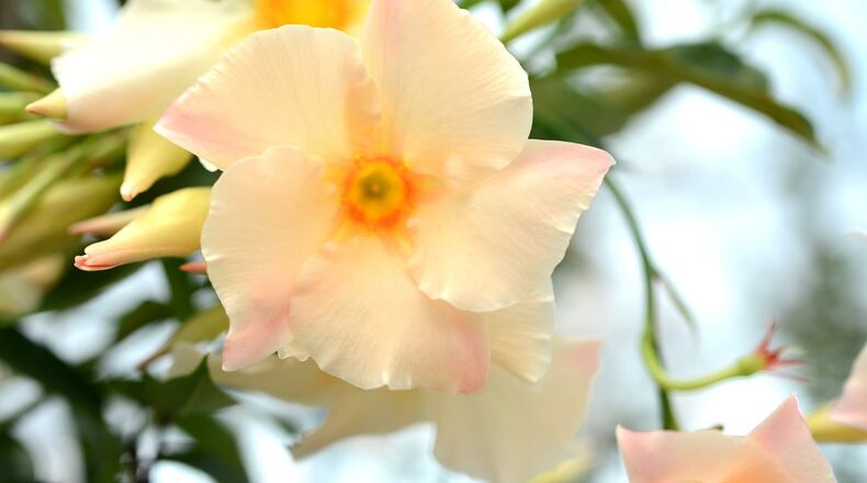 Sun Parasol Apricot is one of the rarest colors of mandevilla available. (Norman Winter)