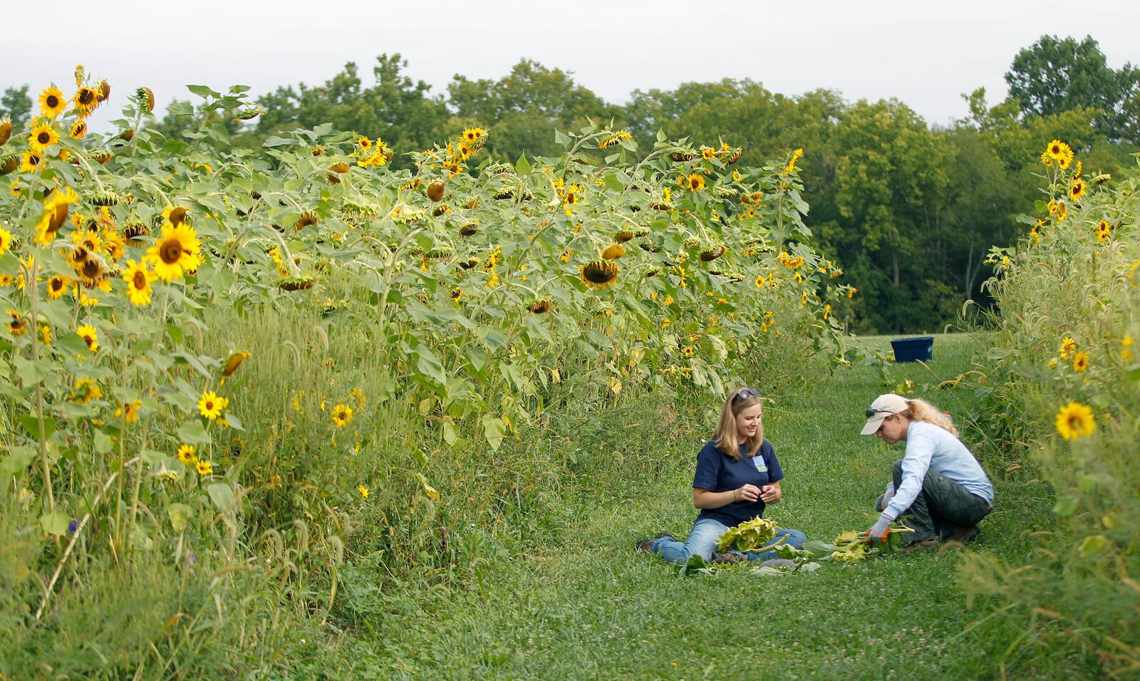 A field that has been fallow for five years is now a trial for several varieties of sunflowers at the Possum Creek MetroPark's farm. Previously, traditional row crops, corn and soybeans, were planted on the site. LISA POWELL / STAFF