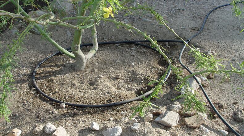 Trees young and old are best drip irrigated in a circle to keep more roots alive. (Maureen Gilmer)