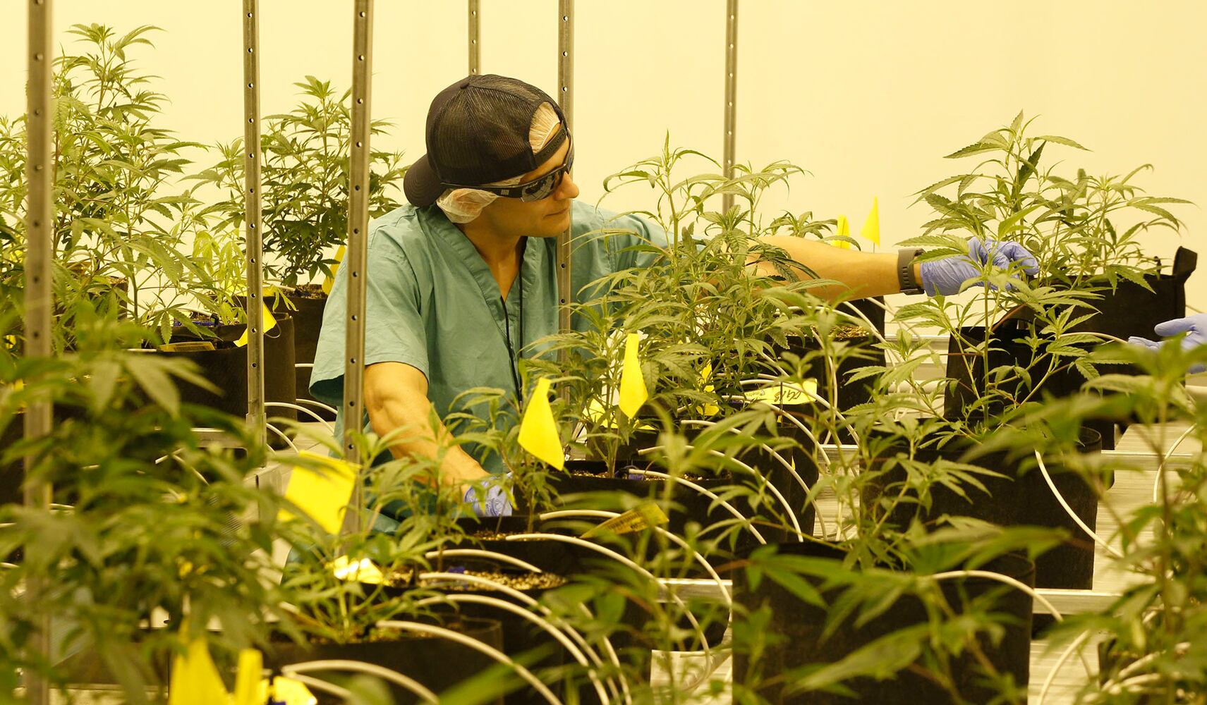 Sneak peek: Cresco Labs medical marijuana cultivator in Yellow Springs
