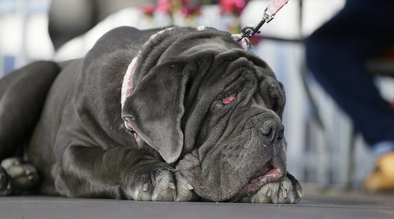 Martha, a Neapolitan Mastiff, competes in the World’s Ugliest Dog Contest at the Sonoma-Marin Fair Friday, June 23, 2017, in Petaluma, Calif. Martha was the winner of the event. (AP Photo/Eric Risberg)