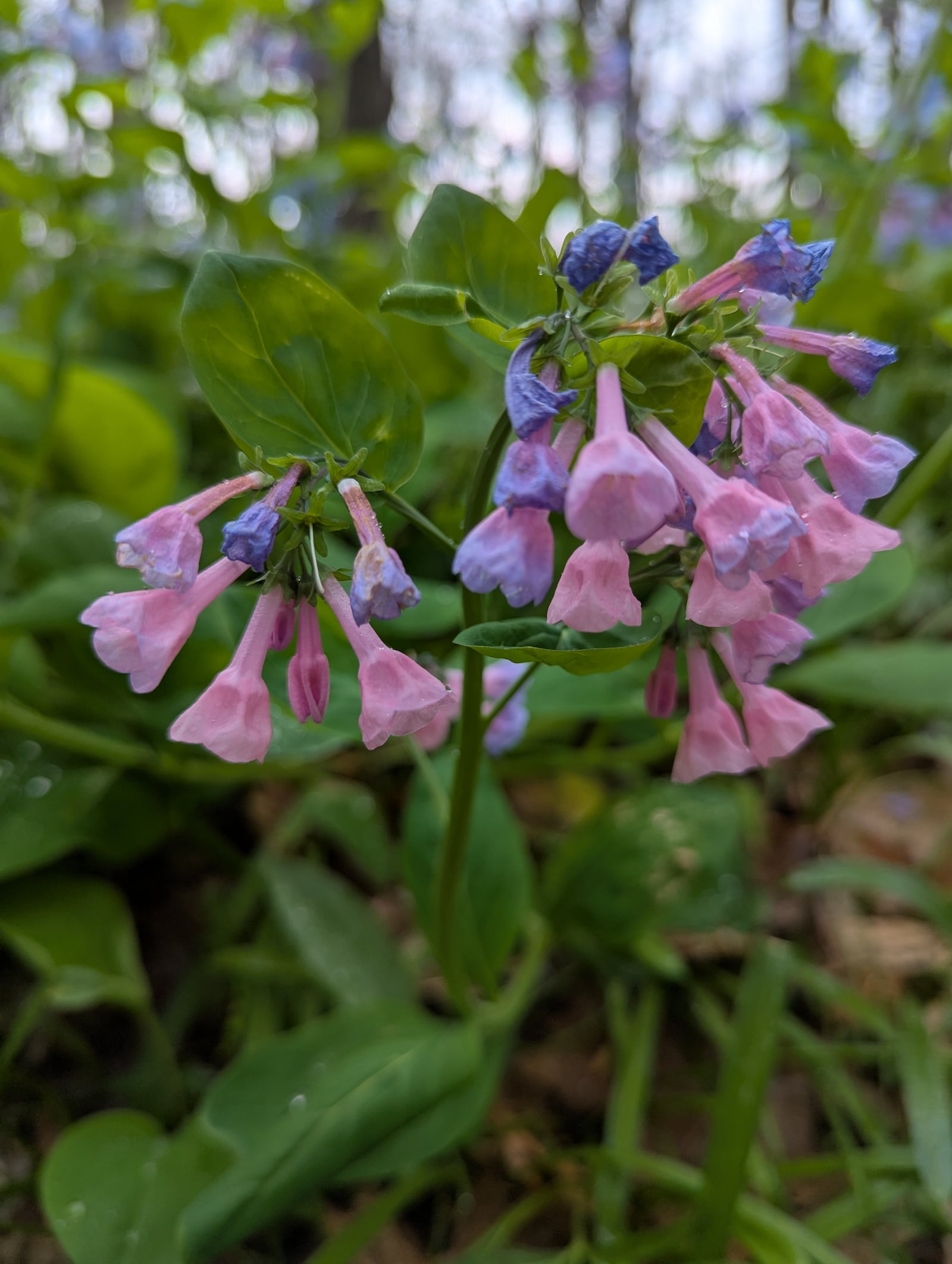 Five Rivers MetroParks enters spring with a variety of classes appealing to gardeners. CONTRIBUTED