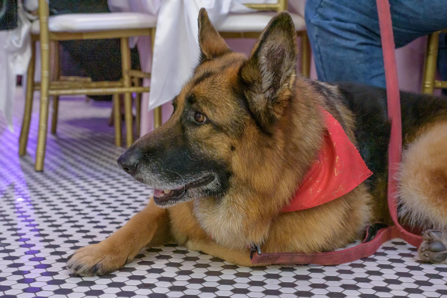 PHOTOS: 2025 Pet Afflaire Gala at the Dayton Arcade