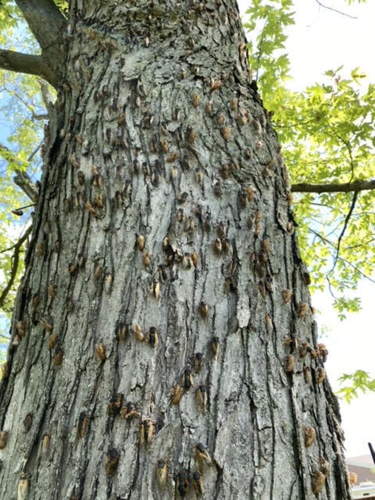 Cicadas in Vandalia