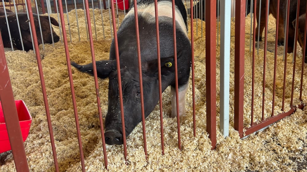 One of many hogs shown at the Montgomery County Fair on Monday, July 7, 2025. Recent animal rights legislation would limit the use of gestational crates in hog breeding in Ohio. FILE PHOTO