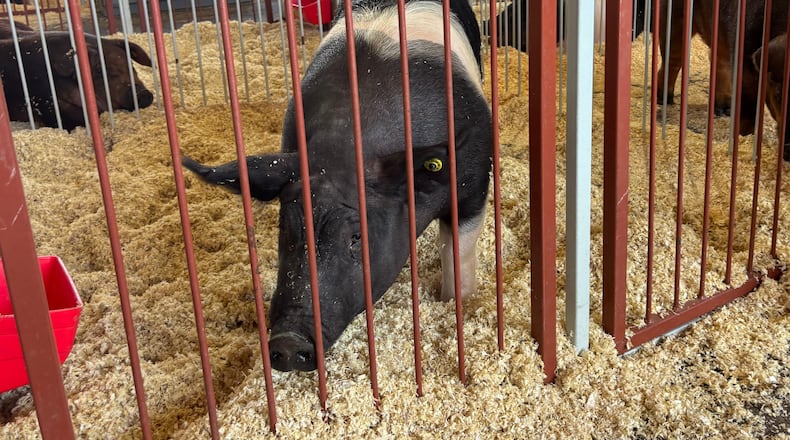 One of many hogs shown at the Montgomery County Fair on Monday, July 7, 2025. Recent animal rights legislation would limit the use of gestational crates in hog breeding in Ohio. FILE PHOTO