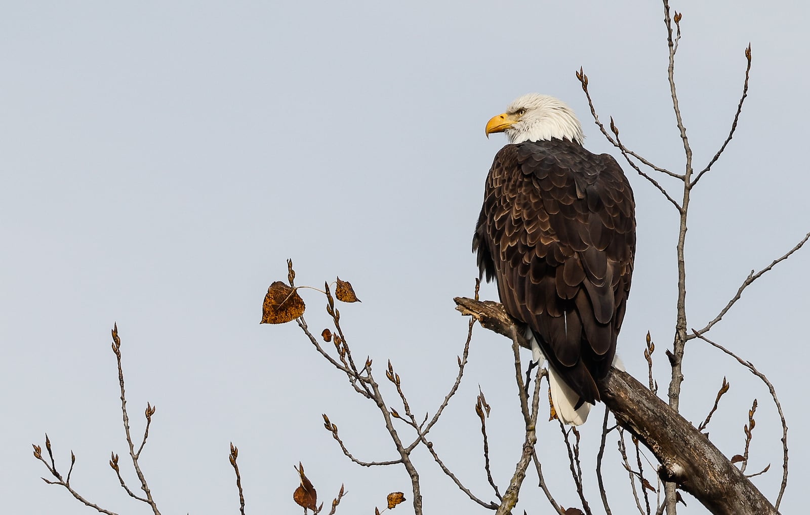 Why spend $600 on four calling birds when you can see bald eagles in Carillon Park for free? NICK GRAHAM/STAFF