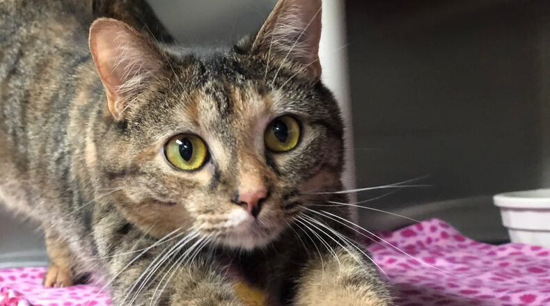 The Humane Society of Greater Dayton at 1661 Nicholas Road wants to expand and build a new spay-neuter clinic that can accommodate larger volumes of cats to prevent outdoor kittens from being born. CONTRIBUTED