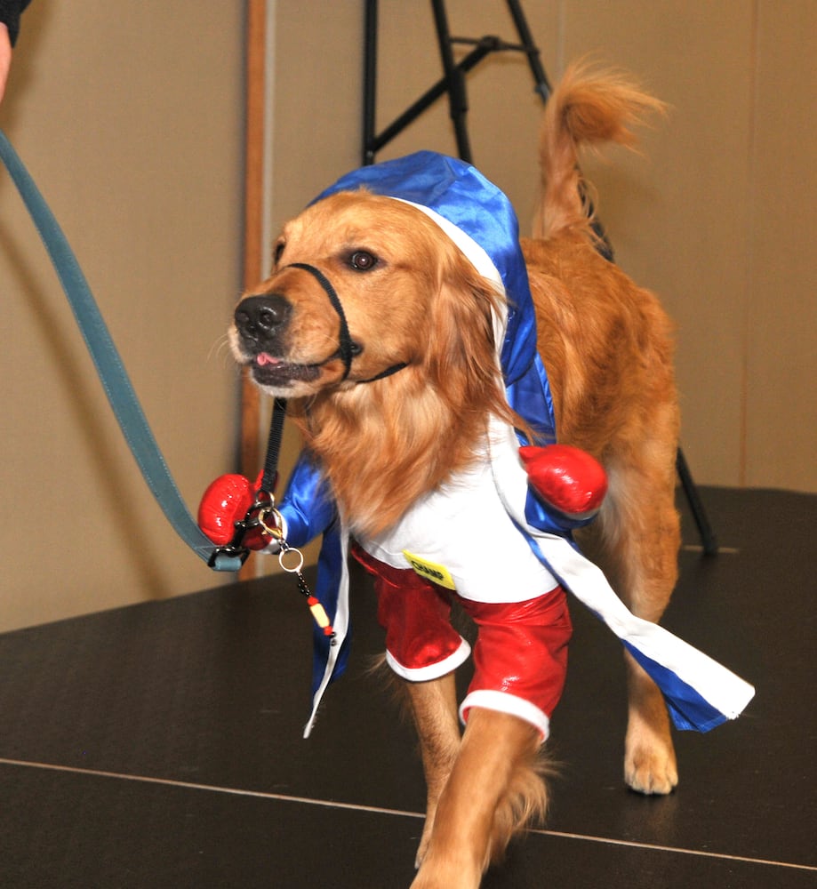 Did we spot you at Dogs on the Catwalk?