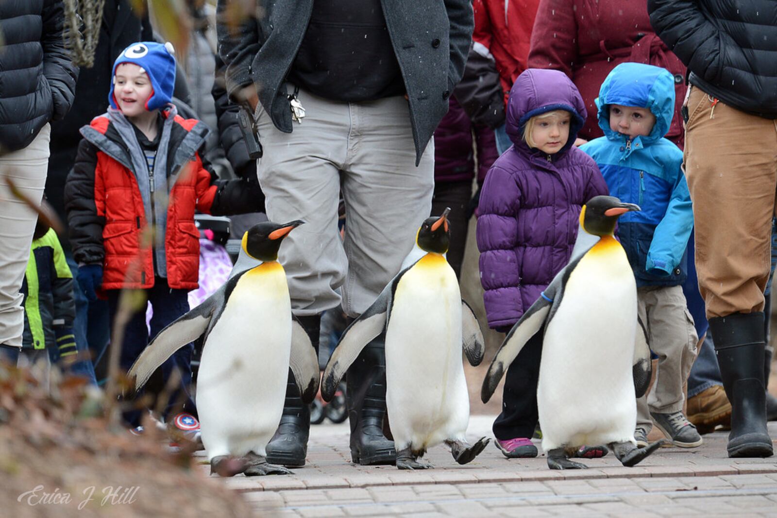 Beginning Friday, visitors to the Cincinnati Zoo & Botanical Garden can stroll along with king penguins twice daily Friday through Monday. CINCINNATI ZOO & BOTANICAL GARDEN