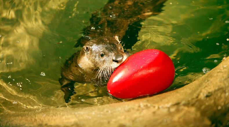 Otters are the most popular, energetic ambassadors in the Boonshoft Museum’s Discovery Zoo. Despite Splasher's departure, otters Eno and Sikwa will still be at the Boonshoft Museum, wooing crowds with their playful antics. PHOTO: CONTRIBUTED.