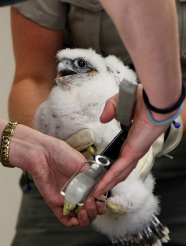 Peregrine falcons banded