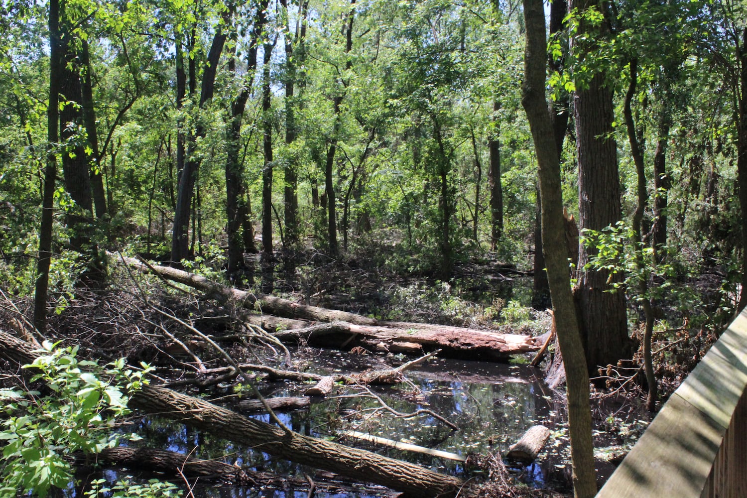 Photos: ‘extraordinary’ damage to parts of  Wegerzyn MetroPark, some parts mostly untouched