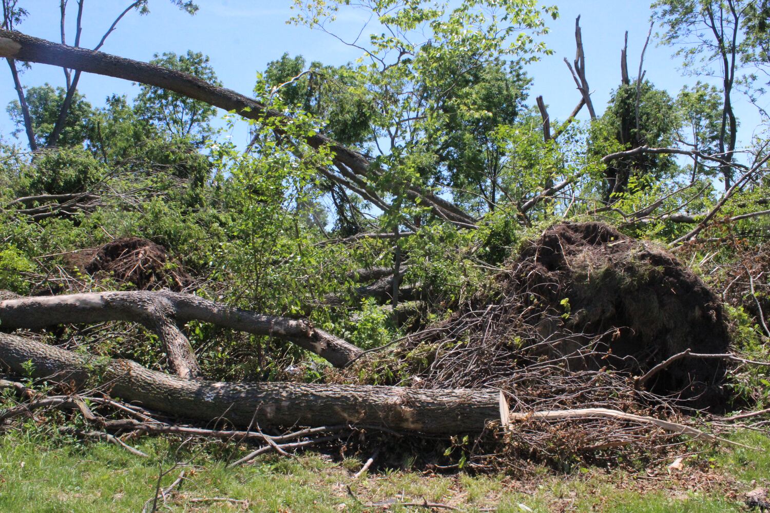 Photos: ‘extraordinary’ damage to parts of  Wegerzyn MetroPark, some parts mostly untouched