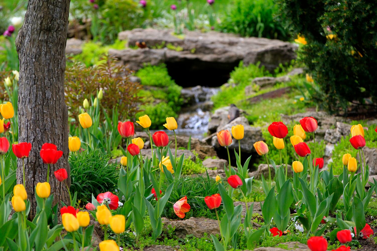 PHOTOS: Tulip time! Oakwood’s Smith Memorial Gardens is overflowing with colorful blooms