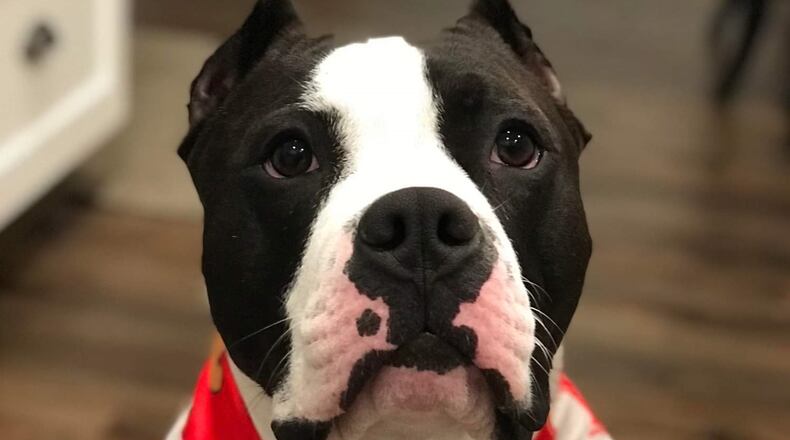 Barney getting ready for bed. SHANNON ROACH/CONTRIBUTED