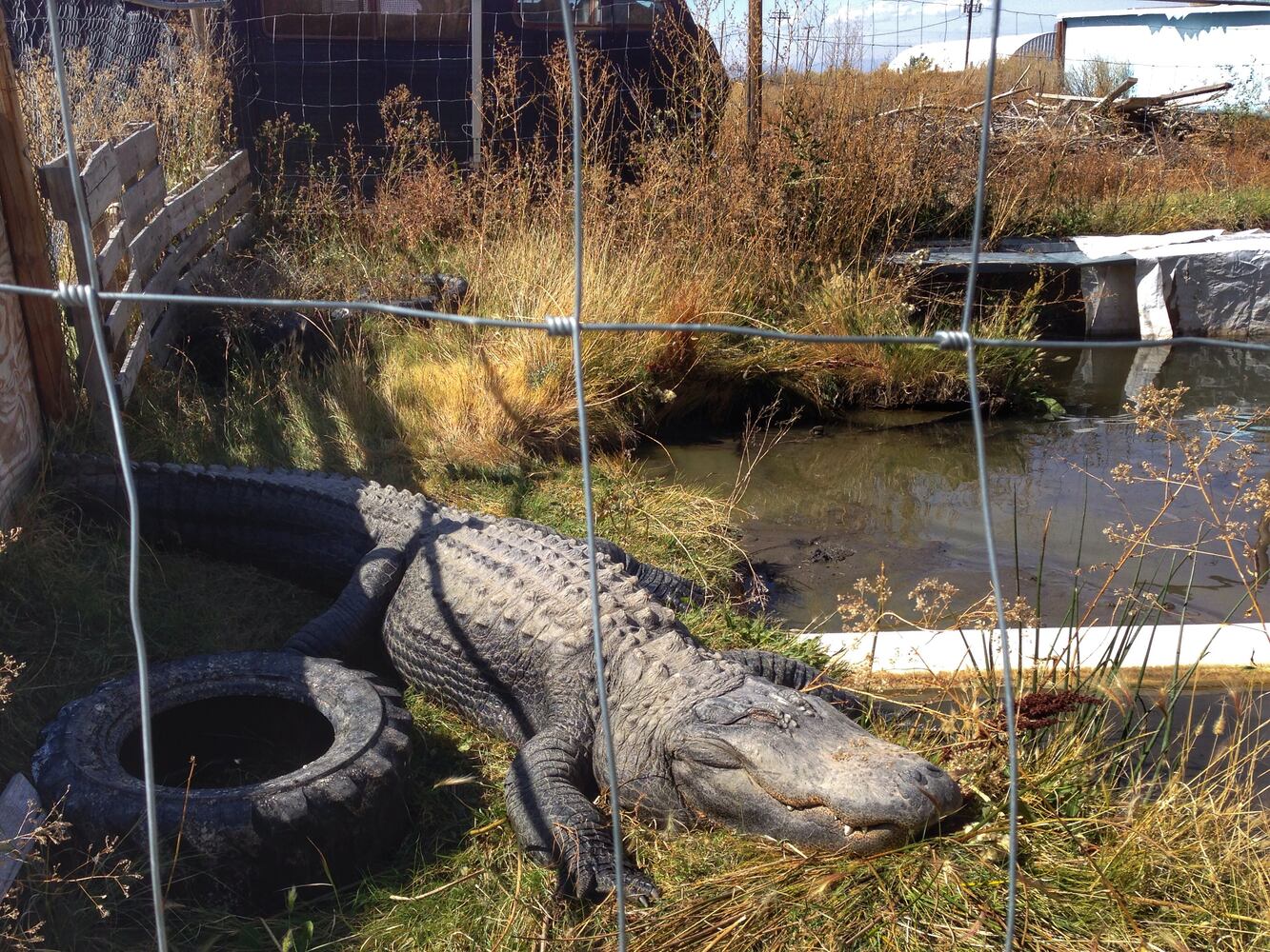 GATORS