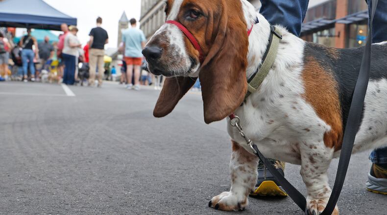 Local dogs had their day Friday, Sept. 6, 2024 during the First Friday Dog Days of Summer celebration on Fountain Avenue in downtown Springfield. BILL LACKEY/STAFF