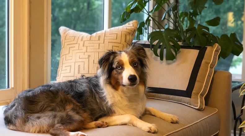 Mowgli decided to turn Kristen’s brand-new day bed into his favorite hangout. (Mary Carol Garrity/TNS)