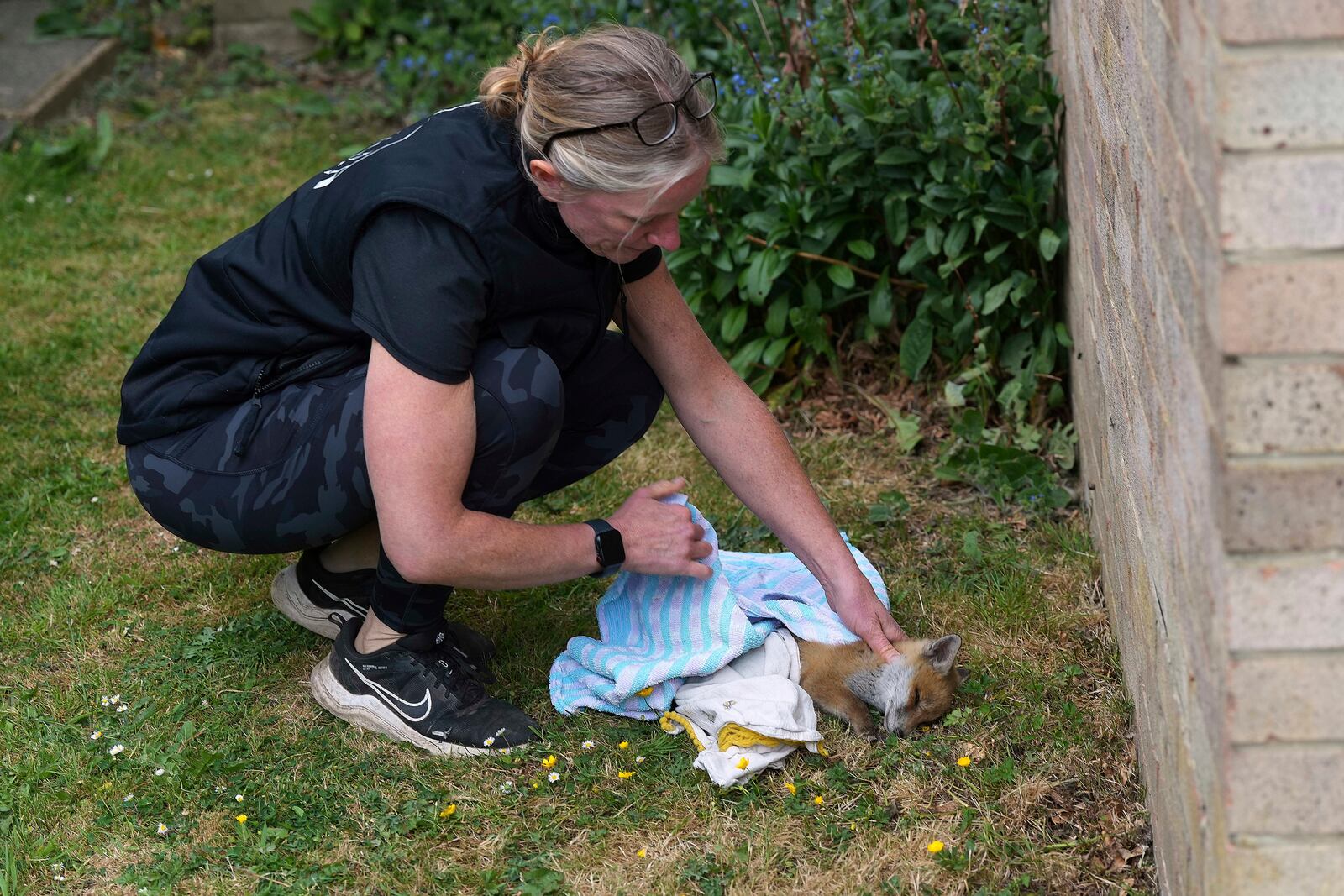 Nicki Townsend of The Fox Project looks after a fox cub that was found barely alive in a garden behind a block of flats in London, England, Thursday, May 22, 2025. (AP Photo/Frank Augstein)