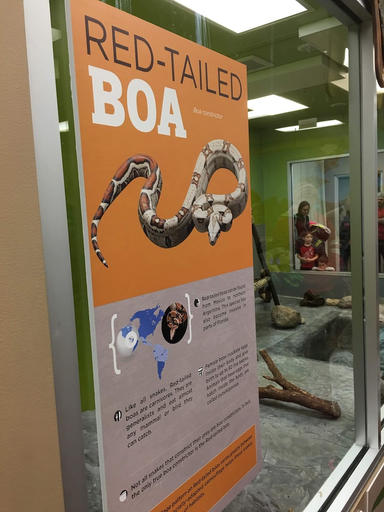 PHOTOS: Boonshoft Museum’s newest baby zoo animal is slithering into people’s hearts