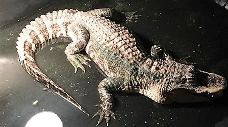 Police were called to an Ohio house to remove an alligator from a basement Thursday.