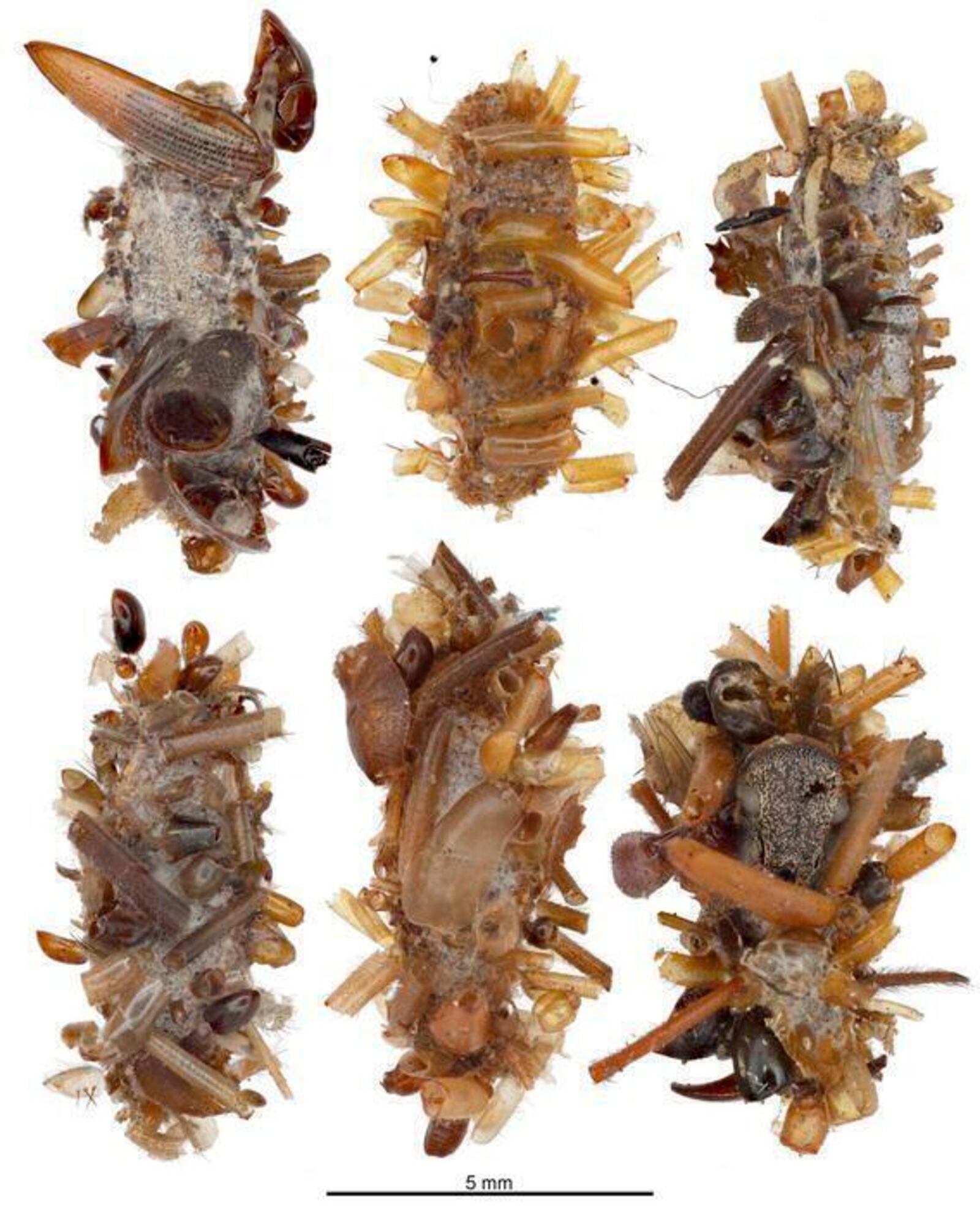 This image provided by Daniel Rubinoff in April 2025 shows protective cases made with insect parts that are created by a new species of carnivorous caterpillar. (Courtesy Daniel Rubinoff via AP)