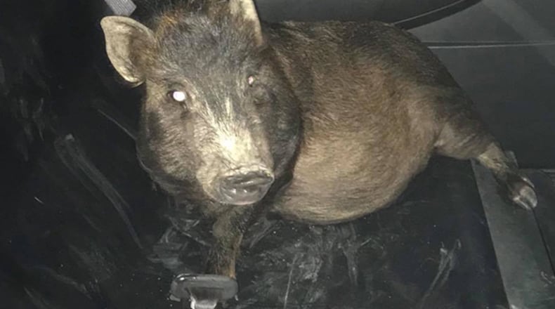 Credit: North Ridgeville Police Department