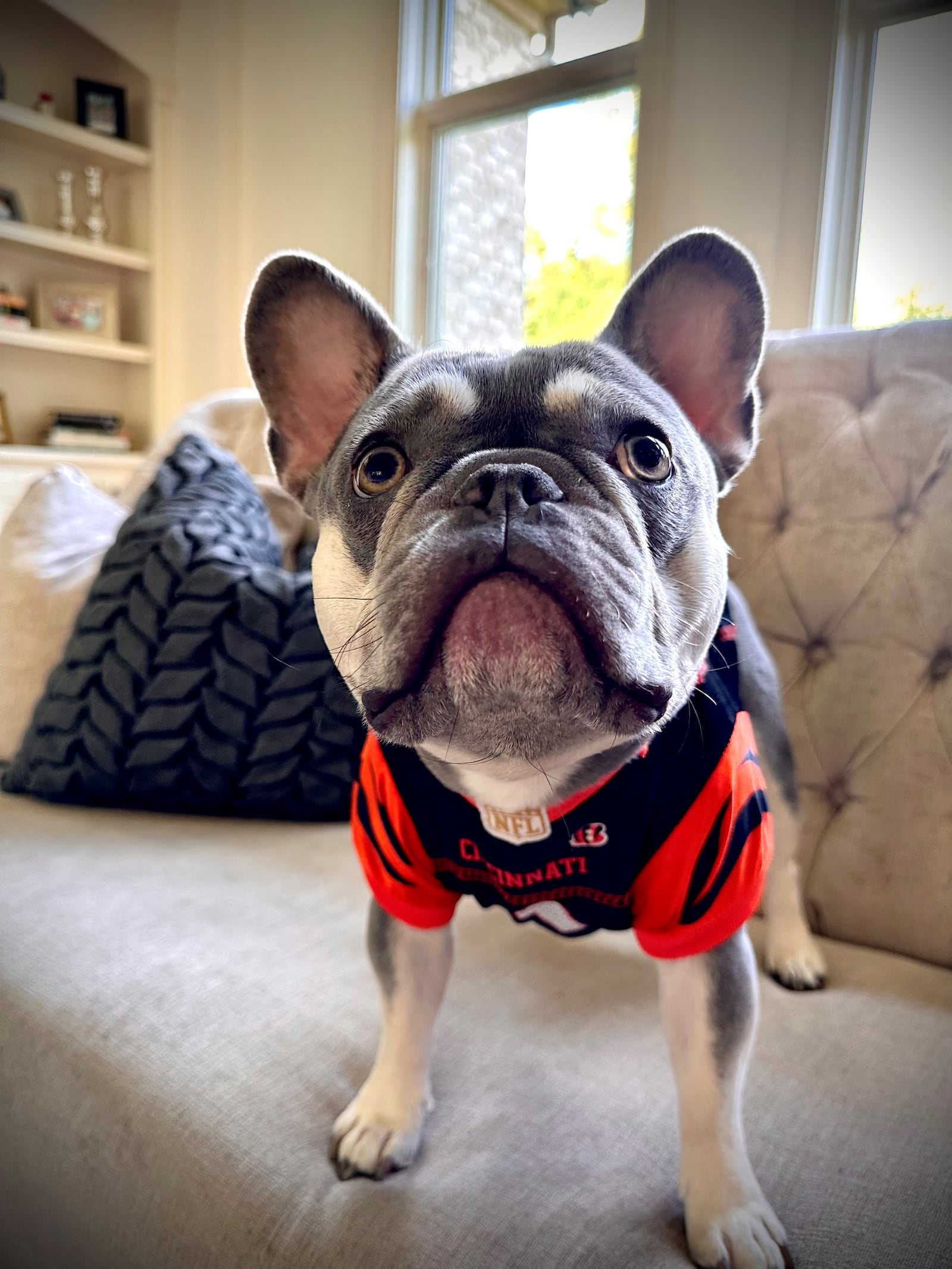 Lucho also serves as a nickname for the name Luis, which is the Spanish equivalent of Louis or Louie. Carroll’s family used to have a Frenchie named Louie. The dog died suddenly from a rare spine disease. He will be remembered through details at the restaurant, including the logo (CONTRIBUTED).