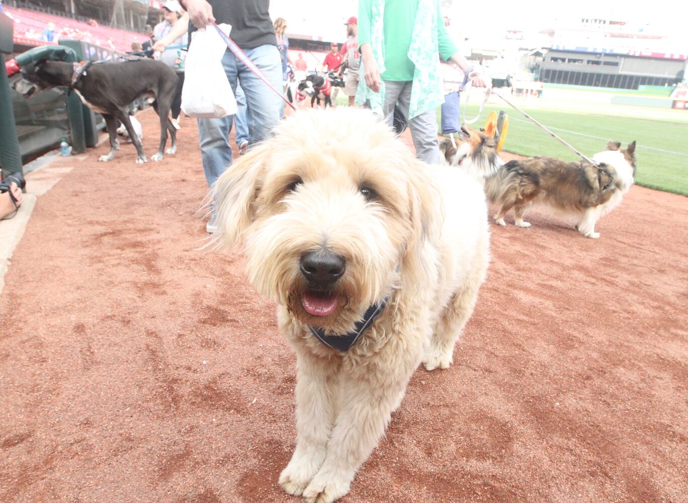 Photos: Bark in the Park Night at Great American Ball Park