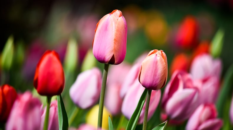 Zoo Blooms, a month-long celebration of colorful early-blossoming flowers, will be on display April 1-30 at the Cincinnati Zoo & Botanical Garden.  STAFF FILE PHOTO
