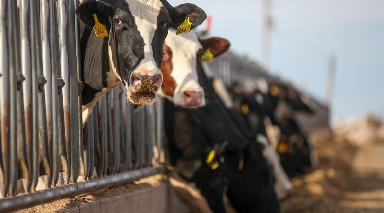 Holstein dairy cows eat a grain mixture at Dutch Road Dairy outside of Muleshoe, Texas, on Jan. 4, 2016. A highly fatal form of avian influenza, or bird flu, has been confirmed in U.S. cattle in eight states, including Ohio, according to the Department of Agriculture as of April 16, 2024. The bird flu in Ohio was detected in a herd in Wood County, according to the Ohio Department of Agriculture. That dairy operation had received cows on March 8, 2024, from a Texas dairy, which later reported a confirmed detection of the highly pathogenic avian influenza. (Allison Terry/The New York Times)