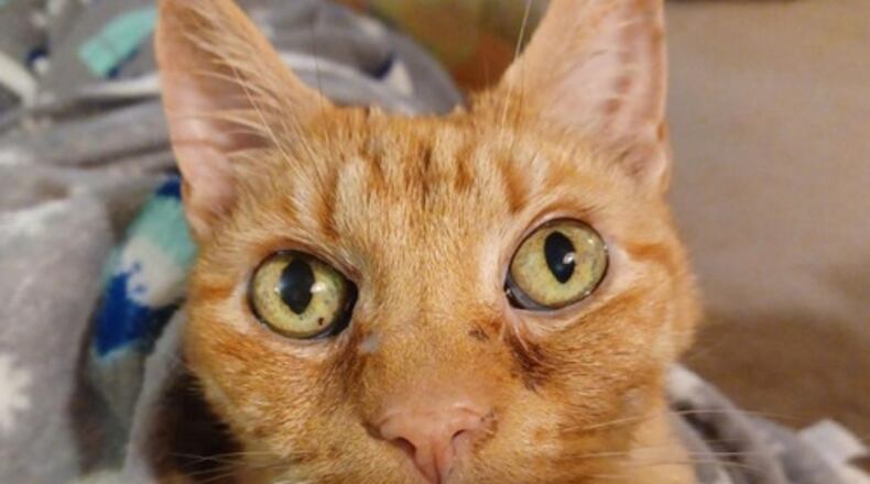 Photo of Goose Tingle