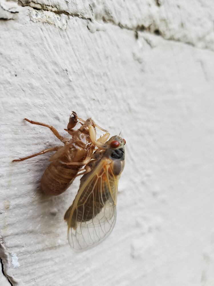 THEY'RE HERE: First cicadas spotted in the Miami Valley