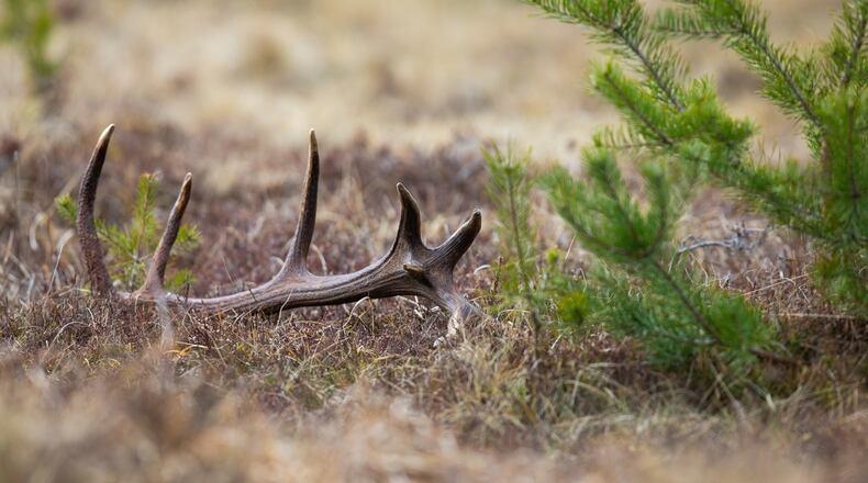 Pictured here is a, antler shed from a red deer lying on the ground. There is not a specific place or location to find sheds in the spring. They could fall off at any point in the buck’s normal daily activity. To find them, follow known deer trails and pathways.  iSTOCK