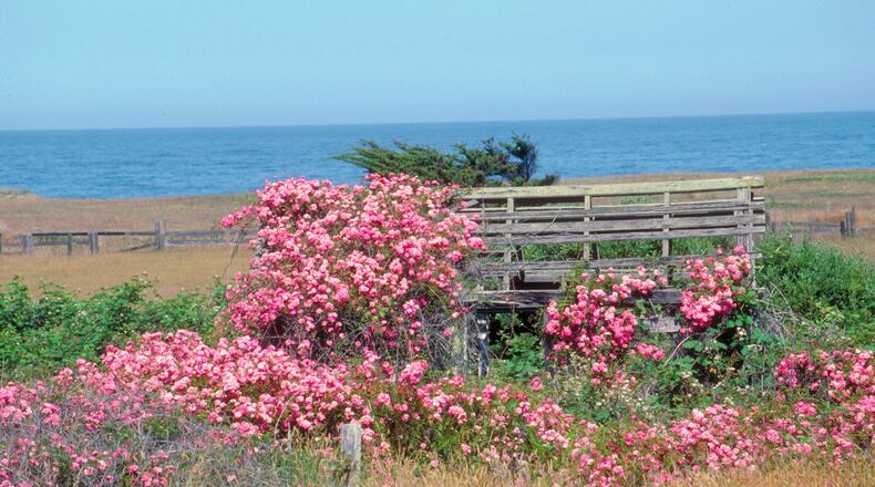 Own root roses, often remnants of former homesteads, tend to naturalize and become self-sustaining in some climates. (Maureen Gilmer)