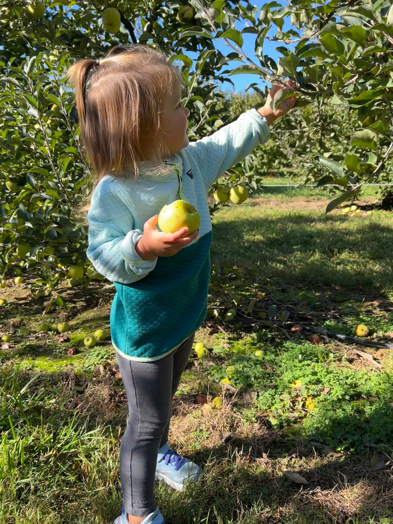 Peifer Orchards, in Yellow Springs, is a family tradition as Emma, the granddaughter of original owner John Peifer, enjoys the apples. CONTRIBUTED