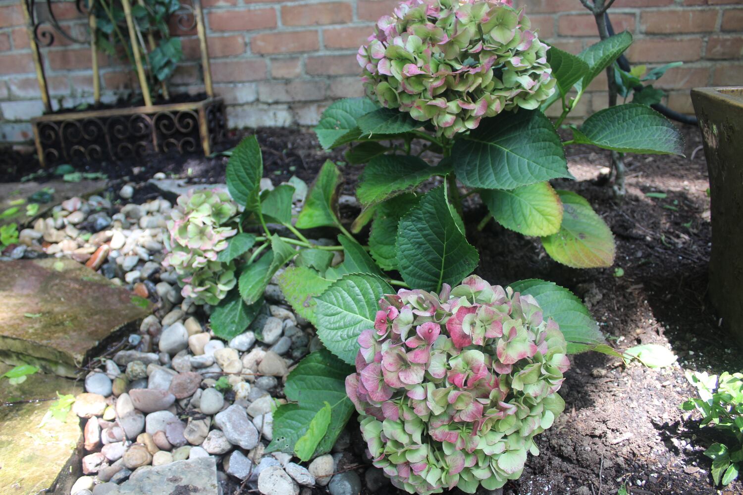 Josh Stucky's secret garden