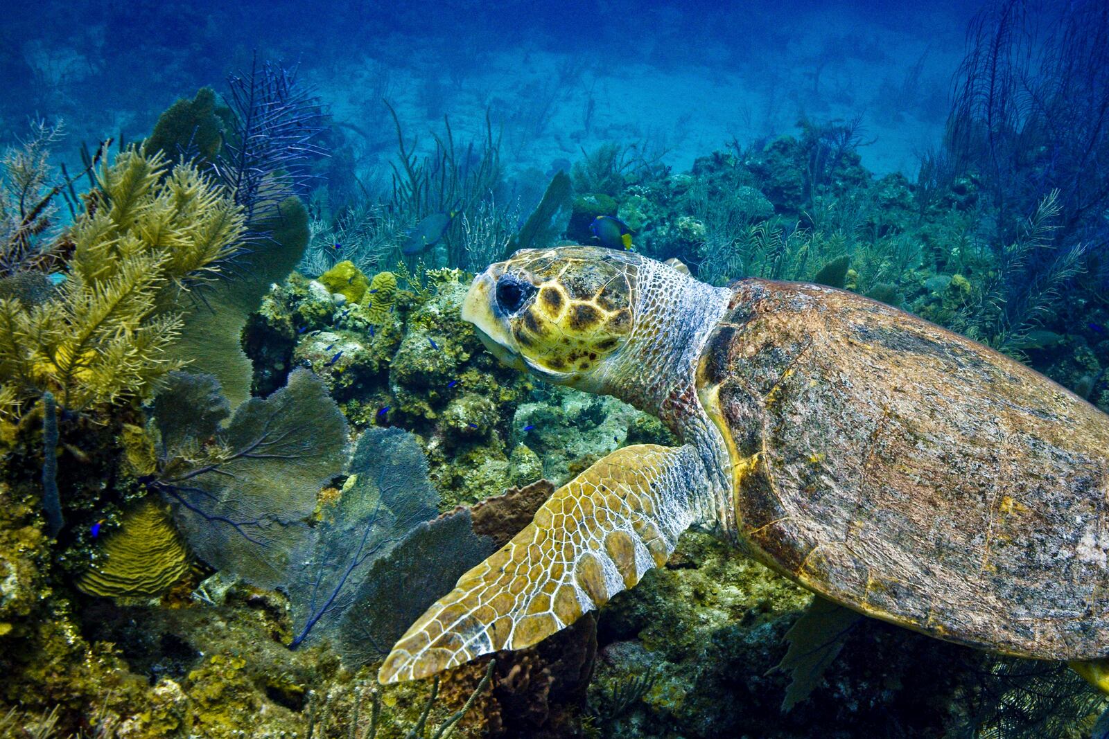 This photo provided by the Oceanic Society shows a loggerhead turtle underwater in Belize in 2021. (Ben Hamilton/Oceanic Society via AP)